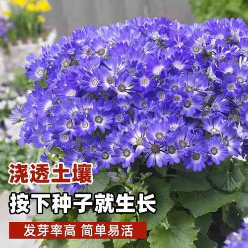 如何使瓜叶菊在元旦开花，瓜叶菊开花后怎么修剪？-第3张图片-优品飞百科