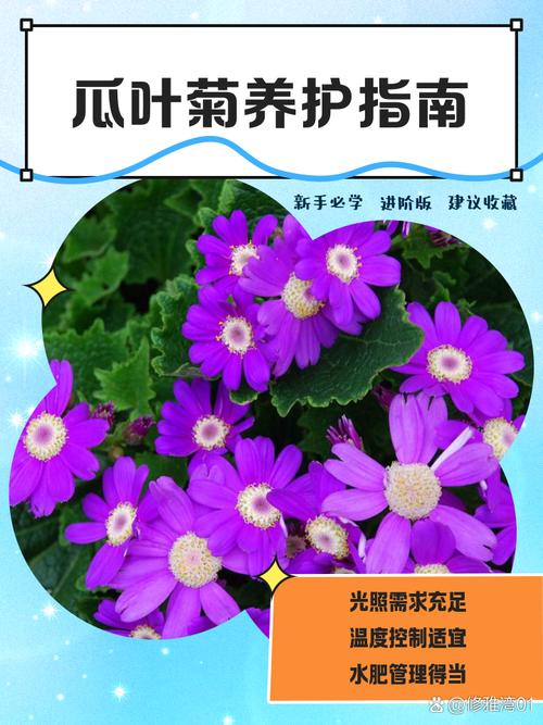 如何使瓜叶菊在元旦开花，瓜叶菊开花后怎么修剪？-第2张图片-优品飞百科
