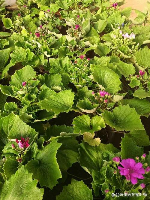 如何使瓜叶菊在元旦开花，瓜叶菊开花后怎么修剪？-第4张图片-优品飞百科