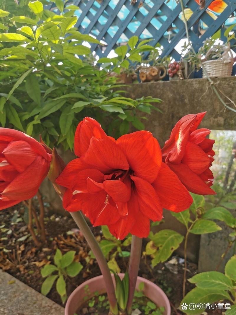 如何使瓜叶菊在元旦开花，瓜叶菊开花后怎么修剪？-第5张图片-优品飞百科