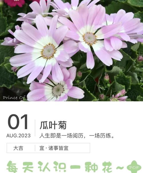 如何使瓜叶菊在元旦开花，瓜叶菊开花后怎么修剪？-第6张图片-优品飞百科