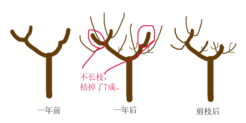 樱花的繁殖方法,樱花的繁殖方法?-第2张图片-优品飞百科 樱花的繁殖方法,樱花的繁殖方法?-第2张图片-优品飞百科