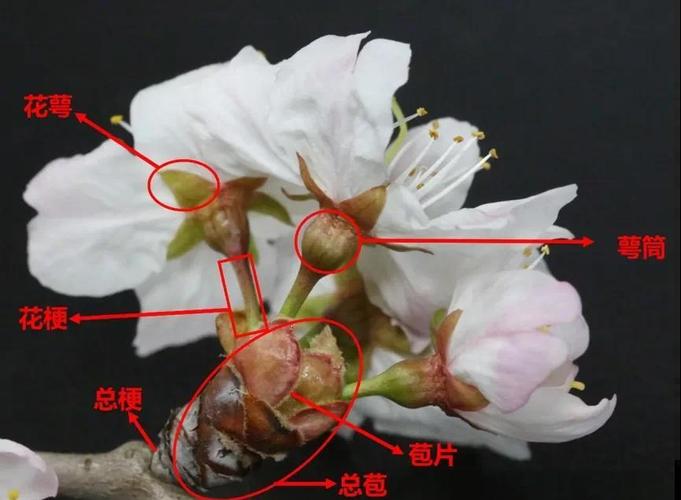 樱花的繁殖方法,樱花的繁殖方法?-第3张图片-优品飞百科 樱花的繁殖方法,樱花的繁殖方法?-第3张图片-优品飞百科