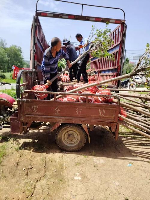 樱花的繁殖方法,樱花的繁殖方法?-第5张图片-优品飞百科 樱花的繁殖方法,樱花的繁殖方法?-第5张图片-优品飞百科