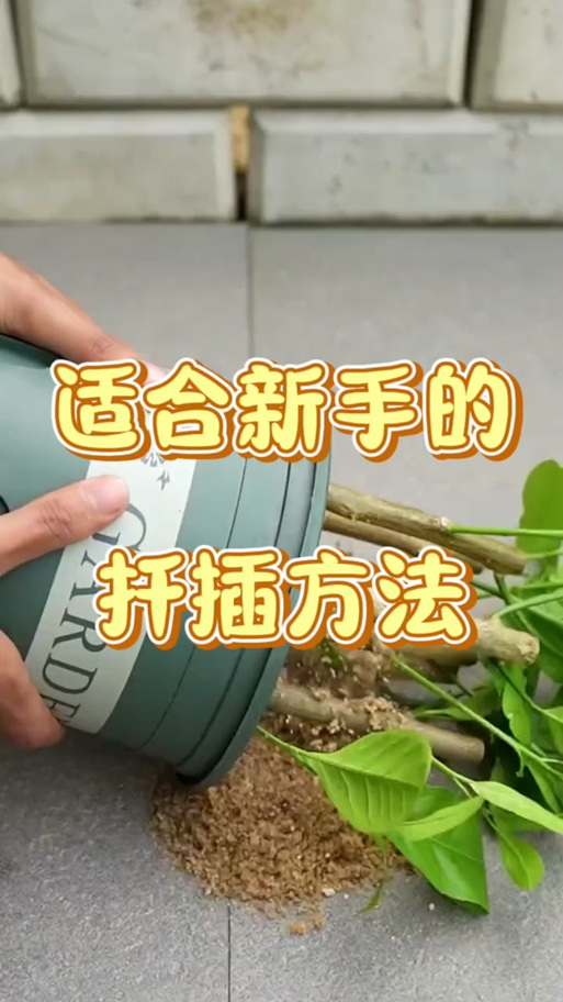 樱花的繁殖方法,樱花的繁殖方法?-第6张图片-优品飞百科 樱花的繁殖方法,樱花的繁殖方法?-第6张图片-优品飞百科