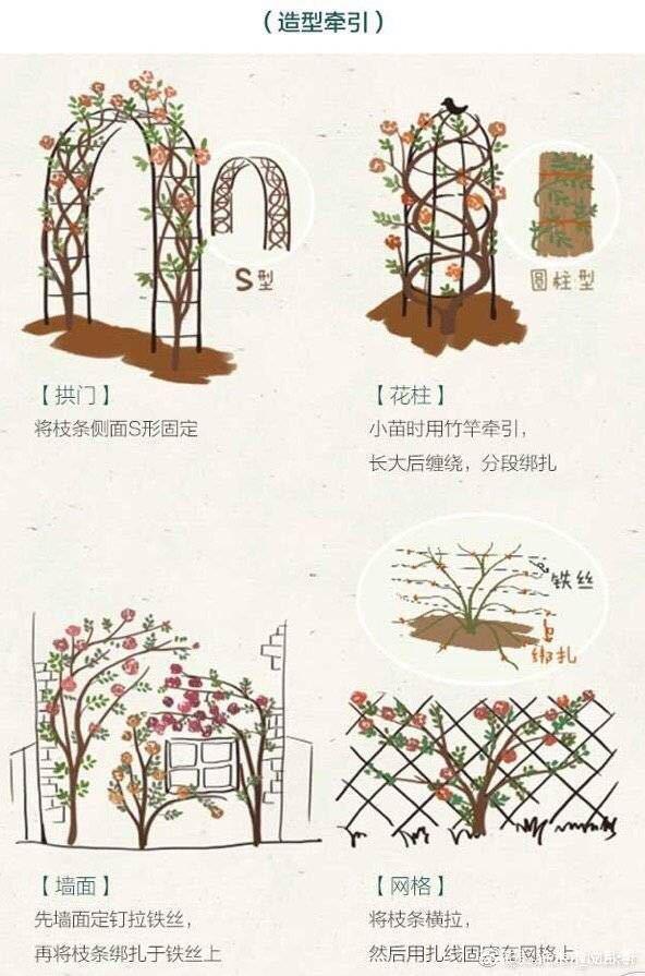 藤本月季不开花怎么办？藤本月季不长？