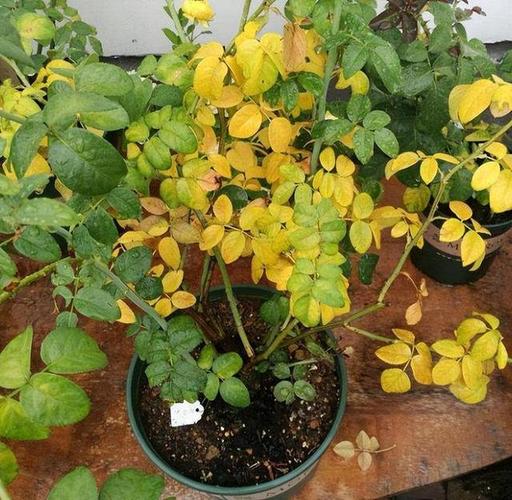 藤本月季不开花怎么办?藤本月季不长?-第2张图片-优品飞百科 藤本月季不开花怎么办?藤本月季不长?-第2张图片-优品飞百科