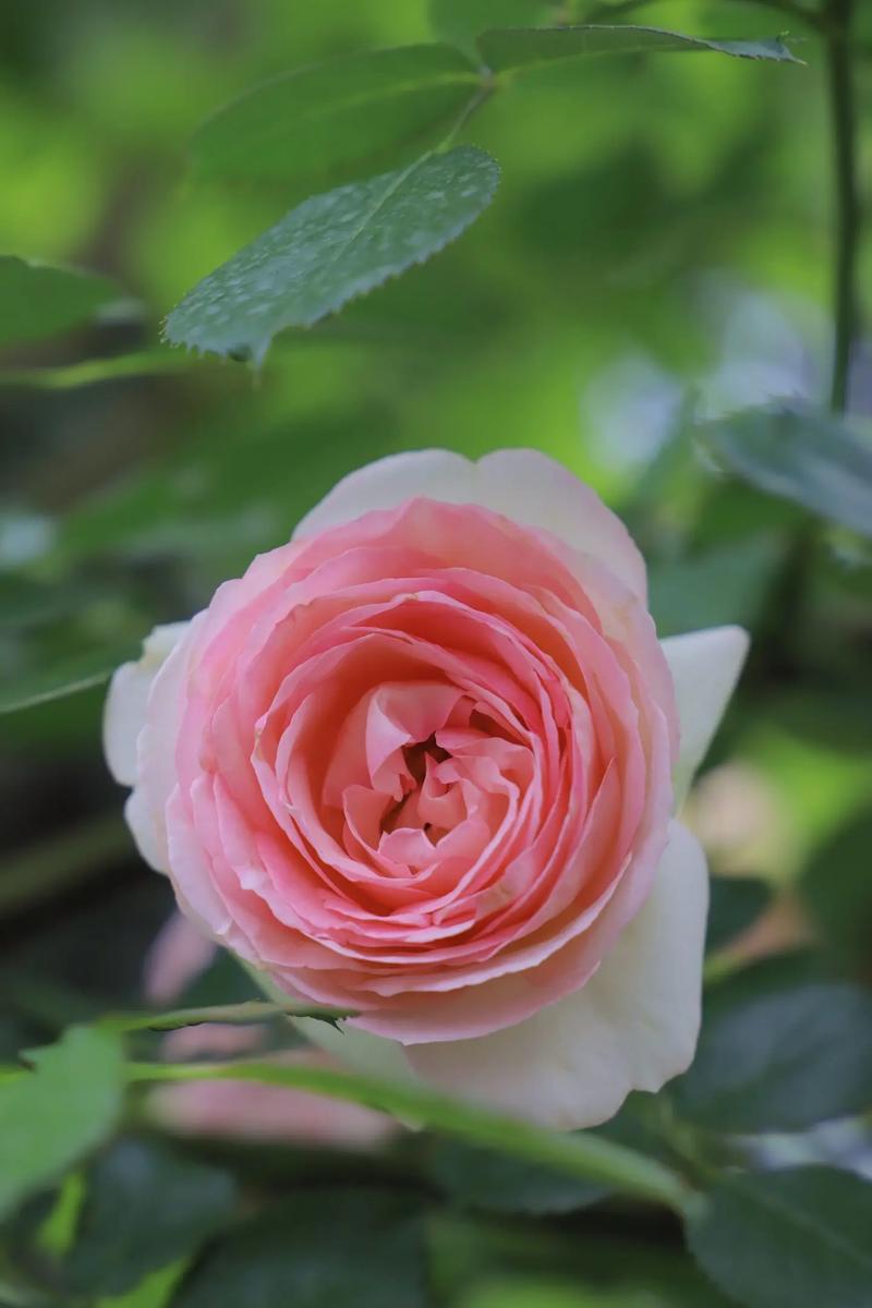 藤本月季不开花怎么办?藤本月季不长?-第3张图片-优品飞百科 藤本月季不开花怎么办?藤本月季不长?-第3张图片-优品飞百科