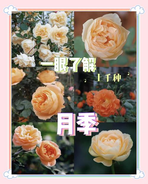 藤本月季不开花怎么办?藤本月季不长?-第4张图片-优品飞百科 藤本月季不开花怎么办?藤本月季不长?-第4张图片-优品飞百科