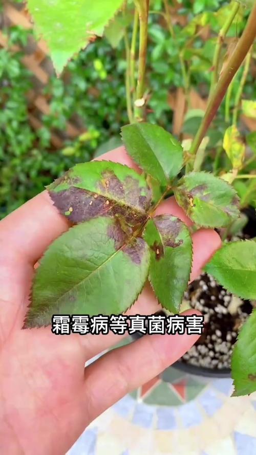 藤本月季不开花怎么办?藤本月季不长?-第5张图片-优品飞百科 藤本月季不开花怎么办?藤本月季不长?-第5张图片-优品飞百科