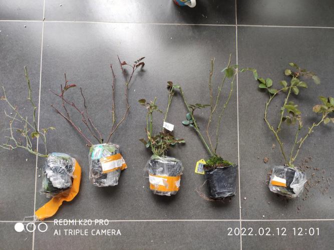 藤本月季不开花怎么办?藤本月季不长?-第6张图片-优品飞百科 藤本月季不开花怎么办?藤本月季不长?-第6张图片-优品飞百科