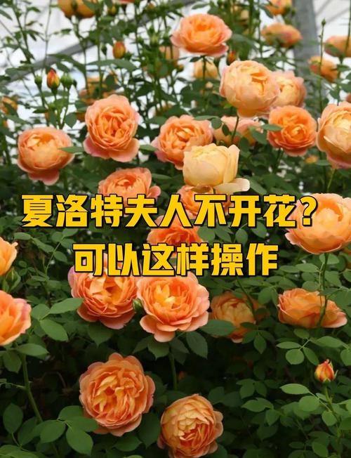 藤本月季不开花怎么办?藤本月季不长?-第7张图片-优品飞百科 藤本月季不开花怎么办?藤本月季不长?-第7张图片-优品飞百科