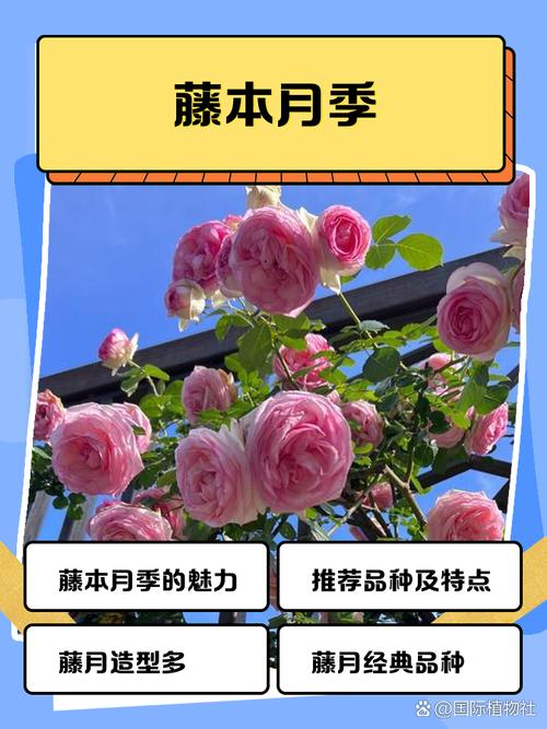 藤本月季不开花怎么办?藤本月季不长?-第8张图片-优品飞百科 藤本月季不开花怎么办?藤本月季不长?-第8张图片-优品飞百科