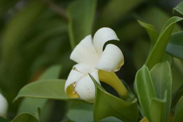 灰莉怎么修剪？灰莉怎么修剪视频教程？