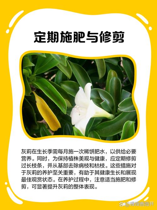 灰莉怎么修剪？灰莉怎么修剪视频教程？-第2张图片-优品飞百科