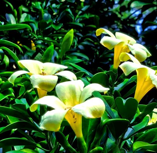 灰莉怎么修剪？灰莉怎么修剪视频教程？-第3张图片-优品飞百科