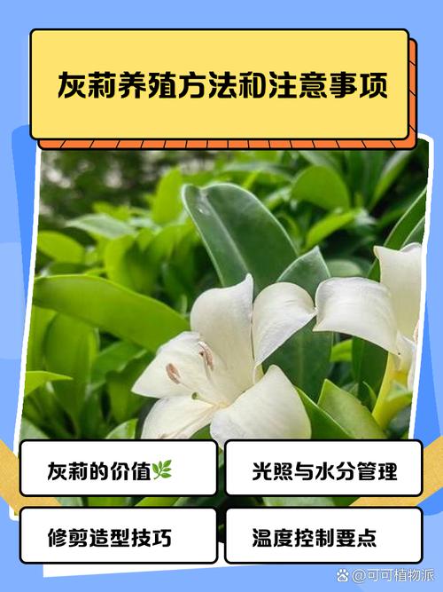 灰莉怎么修剪？灰莉怎么修剪视频教程？-第4张图片-优品飞百科