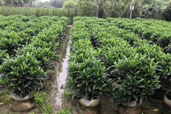 灰莉怎么修剪？灰莉怎么修剪视频教程？-第5张图片-优品飞百科