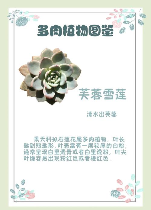 多肉芙蓉雪莲怎么养？多肉植物芙蓉雪莲？-第1张图片-优品飞百科