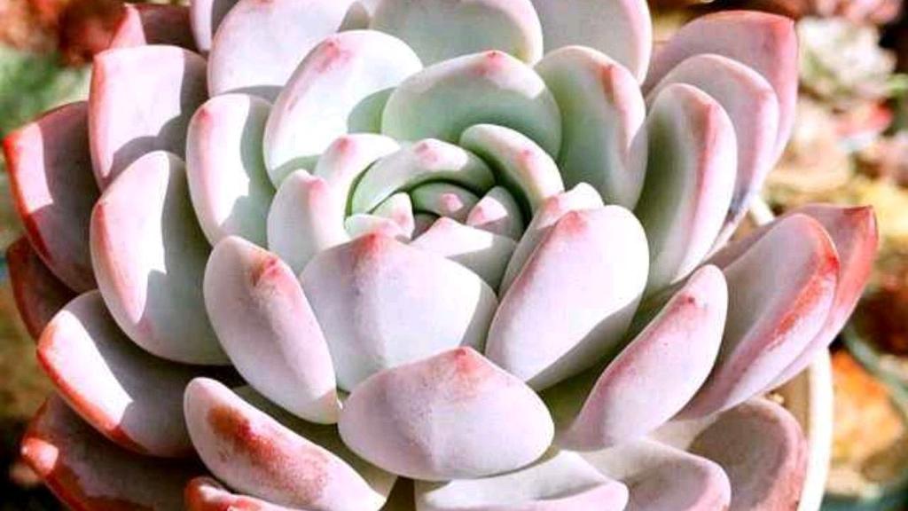 多肉芙蓉雪莲怎么养？多肉植物芙蓉雪莲？-第2张图片-优品飞百科