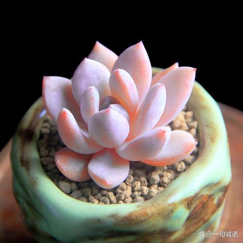 多肉芙蓉雪莲怎么养？多肉植物芙蓉雪莲？-第3张图片-优品飞百科