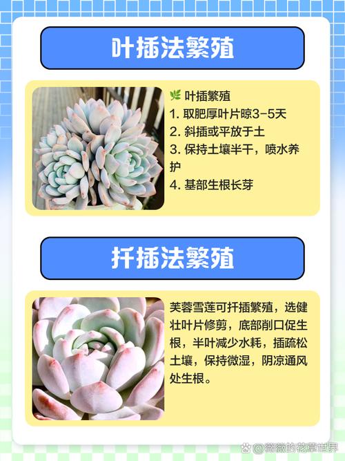 多肉芙蓉雪莲怎么养？多肉植物芙蓉雪莲？-第4张图片-优品飞百科