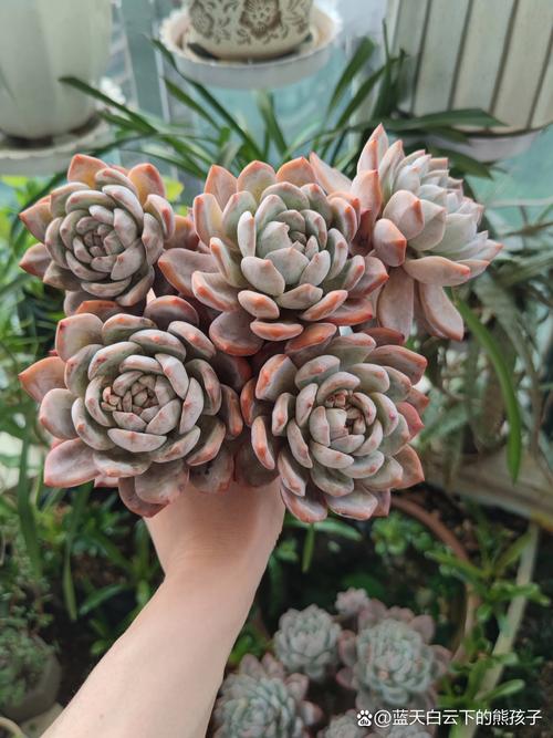 多肉芙蓉雪莲怎么养？多肉植物芙蓉雪莲？-第5张图片-优品飞百科