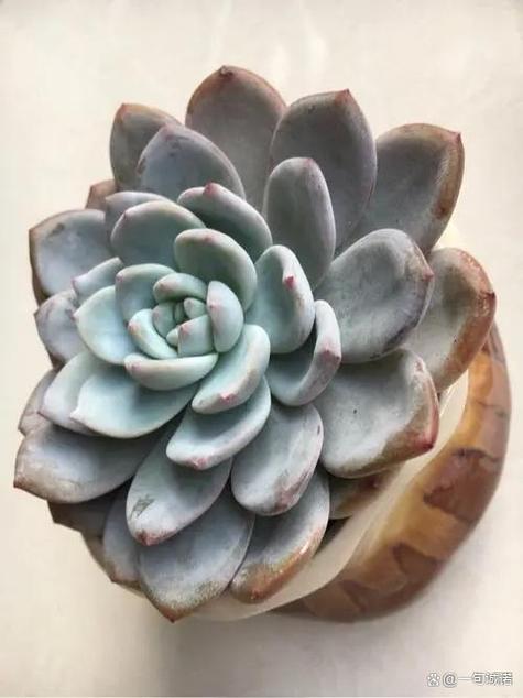 多肉芙蓉雪莲怎么养？多肉植物芙蓉雪莲？-第6张图片-优品飞百科