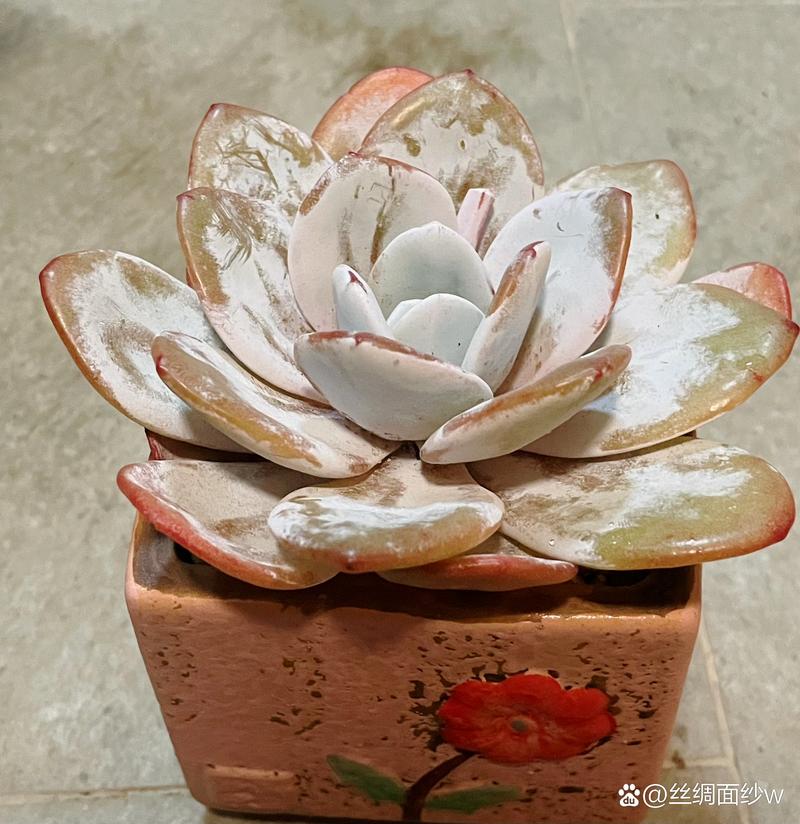 多肉芙蓉雪莲怎么养？多肉植物芙蓉雪莲？-第7张图片-优品飞百科