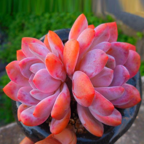 多肉芙蓉雪莲怎么养？多肉植物芙蓉雪莲？-第8张图片-优品飞百科