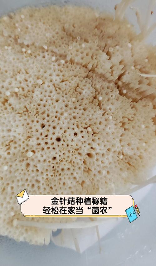 金针菇怎么种植，金针菇怎么种植水培？
