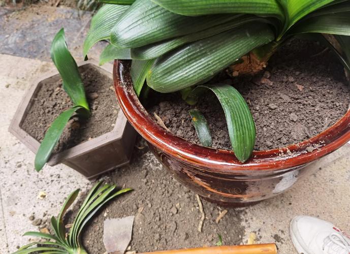 君子兰换盆注意事项，君孑兰换盆注意事项