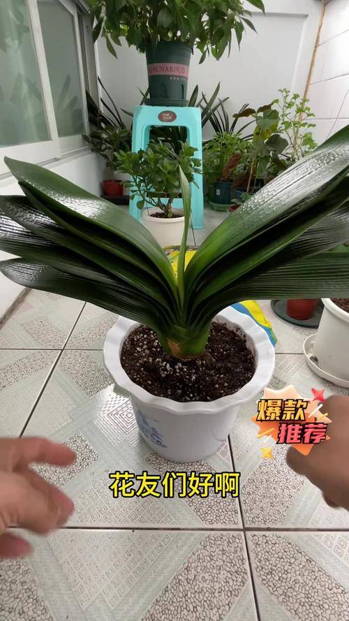 君子兰换盆注意事项，君孑兰换盆注意事项-第2张图片-优品飞百科