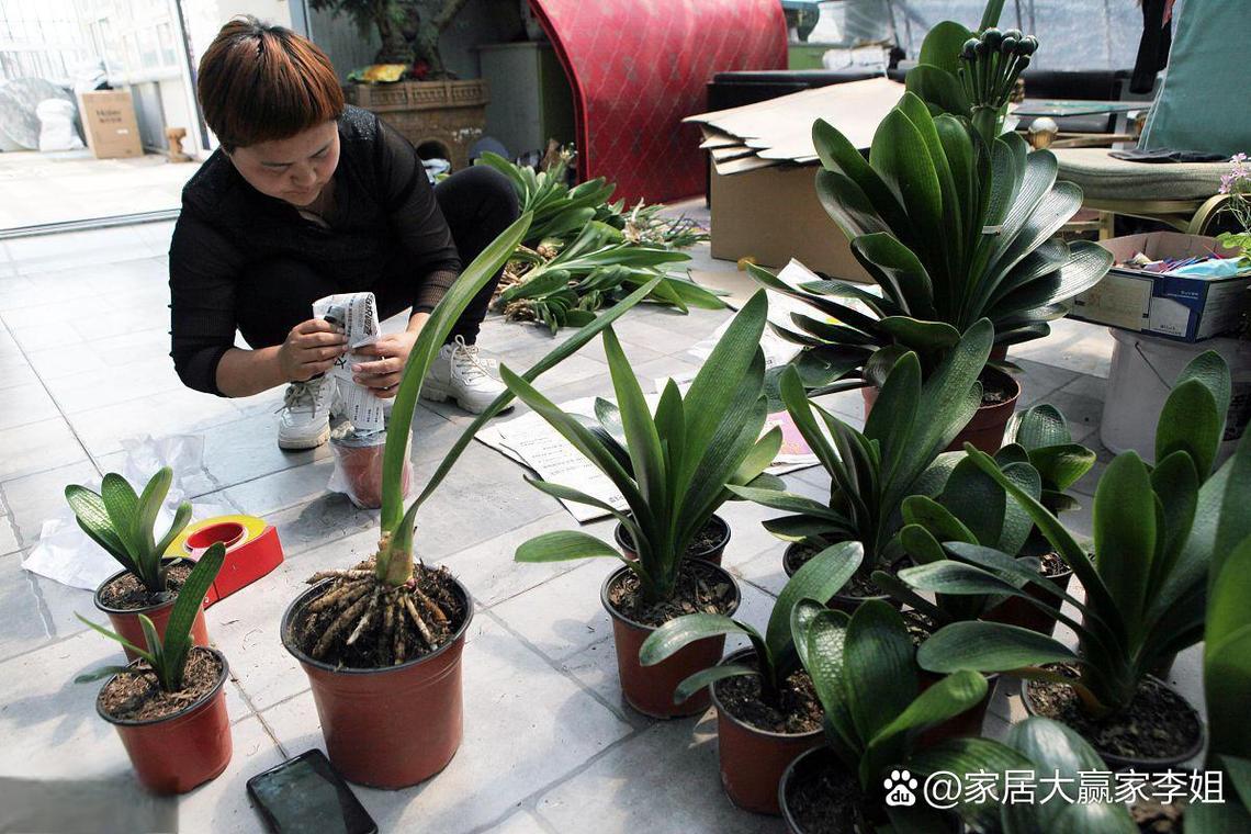 君子兰换盆注意事项，君孑兰换盆注意事项-第3张图片-优品飞百科