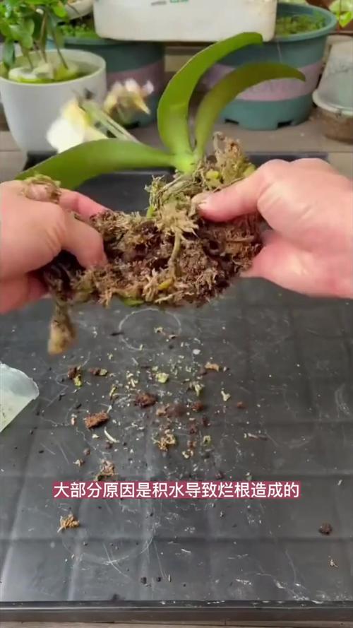 君子兰换盆注意事项，君孑兰换盆注意事项-第4张图片-优品飞百科