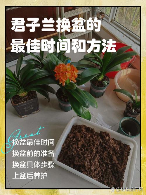 君子兰换盆注意事项，君孑兰换盆注意事项-第6张图片-优品飞百科