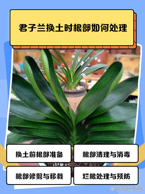 君子兰换盆注意事项，君孑兰换盆注意事项-第5张图片-优品飞百科