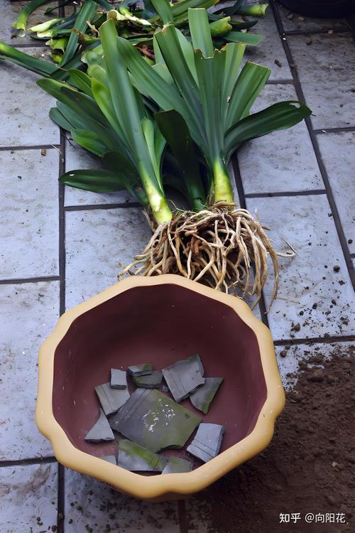 君子兰换盆注意事项，君孑兰换盆注意事项-第7张图片-优品飞百科