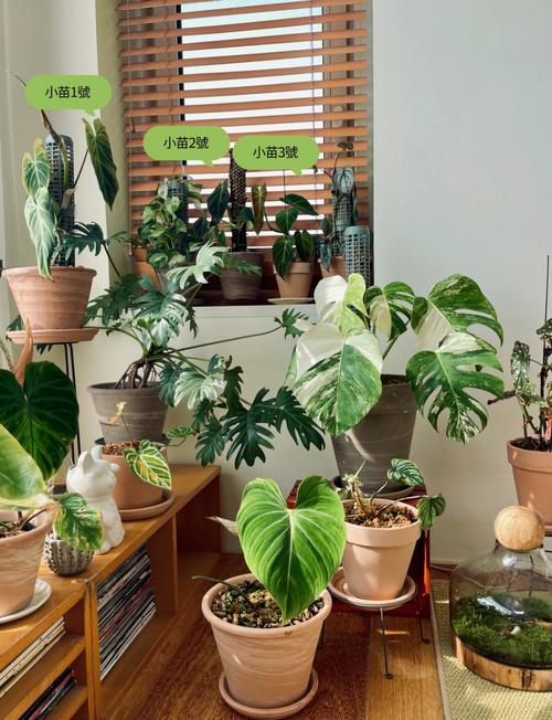 蔓绿绒怎么养?掌叶蔓绿绒怎么养?-第2张图片-优品飞百科 蔓绿绒怎么养?掌叶蔓绿绒怎么养?-第2张图片-优品飞百科