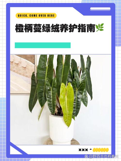 蔓绿绒怎么养?掌叶蔓绿绒怎么养?-第3张图片-优品飞百科 蔓绿绒怎么养?掌叶蔓绿绒怎么养?-第3张图片-优品飞百科