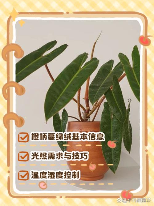 蔓绿绒怎么养?掌叶蔓绿绒怎么养?-第4张图片-优品飞百科 蔓绿绒怎么养?掌叶蔓绿绒怎么养?-第4张图片-优品飞百科