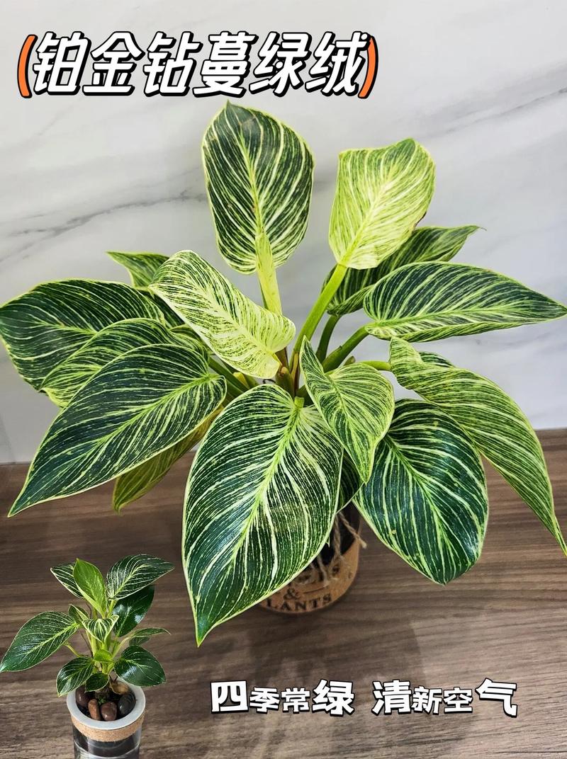 蔓绿绒怎么养?掌叶蔓绿绒怎么养?-第5张图片-优品飞百科 蔓绿绒怎么养?掌叶蔓绿绒怎么养?-第5张图片-优品飞百科