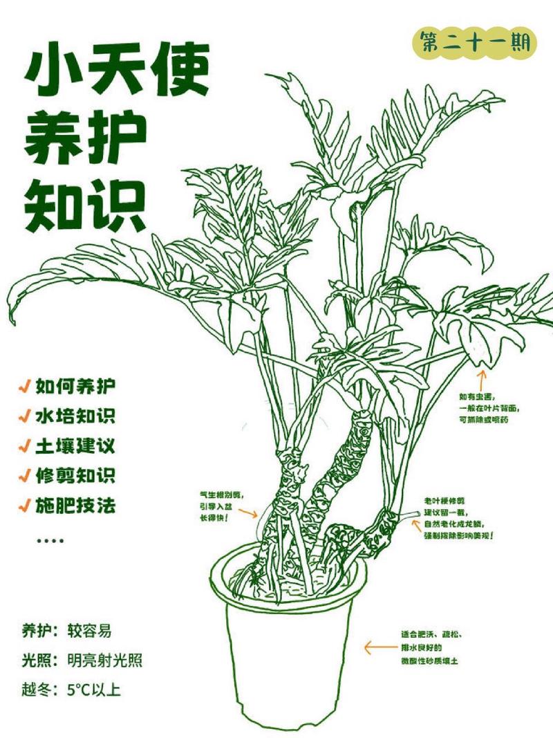 蔓绿绒怎么养?掌叶蔓绿绒怎么养?-第6张图片-优品飞百科 蔓绿绒怎么养?掌叶蔓绿绒怎么养?-第6张图片-优品飞百科