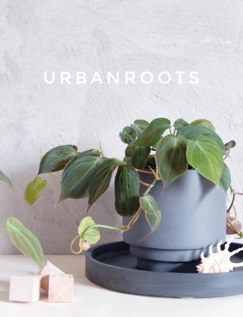 蔓绿绒怎么养?掌叶蔓绿绒怎么养?-第8张图片-优品飞百科 蔓绿绒怎么养?掌叶蔓绿绒怎么养?-第8张图片-优品飞百科