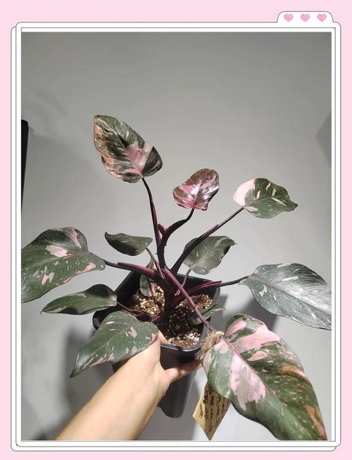 蔓绿绒怎么养?掌叶蔓绿绒怎么养?-第7张图片-优品飞百科 蔓绿绒怎么养?掌叶蔓绿绒怎么养?-第7张图片-优品飞百科