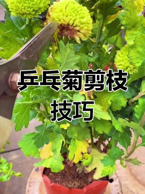 乒乓菊开过怎么处理,乒乓菊开完花后要全部剪掉吗-第1张图片-优品飞百科 乒乓菊开过怎么处理,乒乓菊开完花后要全部剪掉吗-第1张图片-优品飞百科