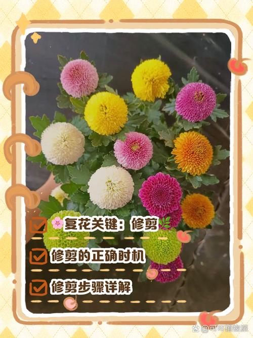 乒乓菊开过怎么处理,乒乓菊开完花后要全部剪掉吗-第2张图片-优品飞百科 乒乓菊开过怎么处理,乒乓菊开完花后要全部剪掉吗-第2张图片-优品飞百科