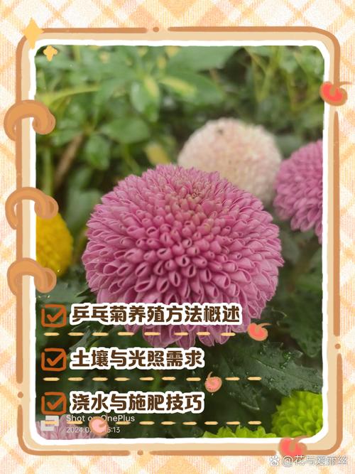 乒乓菊开过怎么处理,乒乓菊开完花后要全部剪掉吗-第3张图片-优品飞百科 乒乓菊开过怎么处理,乒乓菊开完花后要全部剪掉吗-第3张图片-优品飞百科