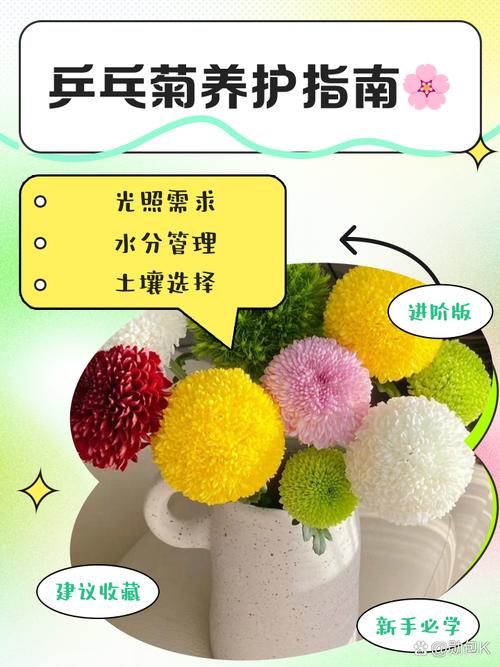 乒乓菊开过怎么处理,乒乓菊开完花后要全部剪掉吗-第4张图片-优品飞百科 乒乓菊开过怎么处理,乒乓菊开完花后要全部剪掉吗-第4张图片-优品飞百科