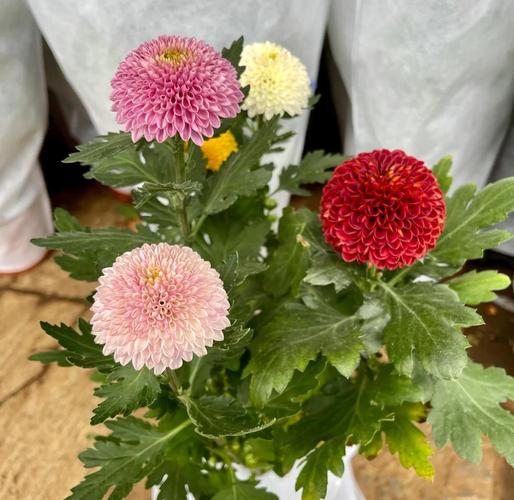 乒乓菊开过怎么处理,乒乓菊开完花后要全部剪掉吗-第5张图片-优品飞百科 乒乓菊开过怎么处理,乒乓菊开完花后要全部剪掉吗-第5张图片-优品飞百科